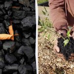 4 váratlan módja a faszén felhasználásának a kertben 4 váratlan módja a faszén felhasználásának a kertben