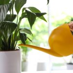 A békés liliom néhány óra alatt abbahagyja a sárgulást és újraéled: a bevált módszer A békés liliom néhány óra alatt abbahagyja a sárgulást és