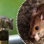 A patkányok és egerek szétszóródnak és örökre eltűnnek, ha egy terméket hagysz nekik enni. A patkányok és egerek szétszóródnak és örökre eltűnnek, ha egy