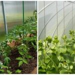 A rekordtermés még a szomszédokat is meglepi: hogyan lehet gyorsan nedvesíteni a talajt az üvegházban A rekordtermés még a szomszédokat is meglepi: hogyan lehet gyorsan
