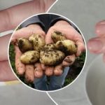 A szennyeződés másodpercek alatt lejön: hogyan tisztítsa meg az ujjait a fiatal burgonya után A szennyeződés másodpercek alatt lejön: hogyan tisztítsa meg az ujjait