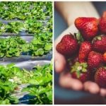 Az ősz utolsó akkordja: egyszerű cselekedetek, amelyek befolyásolják a következő szezon bogyóit Az ősz utolsó akkordja: egyszerű cselekedetek, amelyek befolyásolják a következő