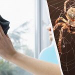 Egy termék fényesre tisztítja az ablakokat és megszabadul a pókoktól: