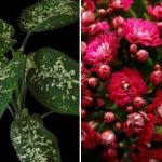 Három szobanövény, amelyek vonzzák a kártevőket otthonába Három szobanövény, amelyek vonzzák a kártevőket otthonába