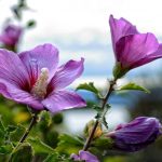 Hogyan kell helyesen megmetszeni a hibiszkuszt, hogy buja bokrot kapjunk Hogyan kell helyesen megmetszeni a hibiszkuszt, hogy buja bokrot kapjunk