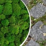 Hogyan lehet kiszedni a mohát a járdakövekből: egy egyszerű konyhai gyógymód megmenti a kertet Hogyan lehet kiszedni a mohát a járdakövekből: egy egyszerű konyhai