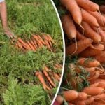 Hogyan lehet megmondani, mikor érett a sárgarépa - a legjobb napok a betakarításra Hogyan lehet megmondani, mikor érett a sárgarépa – a legjobb