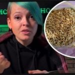 Hogyan válasszuk ki az almabor növényeket, és lepjük meg szomszédainkat a terméssel: egy kertész hatékony tippeket adott Hogyan válasszuk ki az almabor növényeket, és lepjük meg szomszédainkat