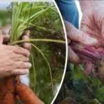 Kedvező napok: mikor ássuk a sárgarépát és a céklát a