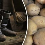 Legrosszabb napok: mikor ne ássunk krumplit szeptemberben Legrosszabb napok: mikor ne ássunk krumplit szeptemberben