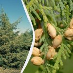 Ne siessük el a metszőollót: mely tűlevelűek nem tűrik az őszi metszést Ne siessük el a metszőollót: mely tűlevelűek nem tűrik az