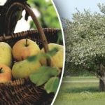 Nem kell kivágni: hogyan lehet megfiatalítani egy öreg almafát Nem kell kivágni: hogyan lehet megfiatalítani egy öreg almafát