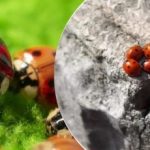 Repülőgépekről tenyésztik és dobják le: a sáskák után új kártevő támadja Ukrajnát Repülőgépekről tenyésztik és dobják le: a sáskák után új kártevő