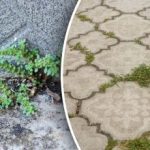 Vegyszerek és felesleges erőfeszítések nélkül: hogyan lehet percek alatt megszabadulni a gyomoktól az udvaron Vegyszerek és felesleges erőfeszítések nélkül: hogyan lehet percek alatt megszabadulni