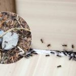 Viszlát, bosszantó kártevők: hogyan lehet egyszer és mindenkorra megszabadulni a hangyáktól? Viszlát, bosszantó kártevők: hogyan lehet egyszer és mindenkorra megszabadulni a