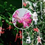 A decemberek karácsonykor virágoznak: a titok nem az etetésben, hanem a hőmérsékletben rejlik A decemberek karácsonykor virágoznak: a titok nem az etetésben, hanem