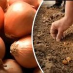 A hagyma többször jobban nő: egy kertész felfedte a tél