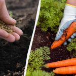 A répatermést még a szomszédok is irigyelni fogják: mely fajtákat érdemes télen vetni. A répatermést még a szomszédok is irigyelni fogják: mely fajtákat