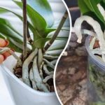 Az orchideák kaotikusan burjánzanak - egyszerű módszer a "szökő" gyökerek megszelídítésére Az orchideák kaotikusan burjánzanak – egyszerű módszer a „szökő” gyökerek