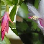 Egy ampulla és a növény virágzik: a dekabrista filléres gyógyszertári gyógymódot nevezték el Egy ampulla és a növény virágzik: a dekabrista filléres gyógyszertári