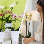 Egy egyszerű trükk "felébreszti" az orchideákat: télen is őrülten virágoznak Egy egyszerű trükk „felébreszti” az orchideákat: télen is őrülten virágoznak