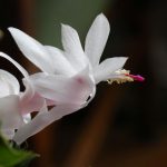 Hogyan kerüljük el a hibákat a karácsonyfa gondozásában: a megfelelő öntözés minden titka Hogyan kerüljük el a hibákat a karácsonyfa gondozásában: a megfelelő