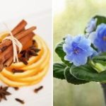 Hogyan lehet még egy "botot" is virágzóvá tenni: egy bevált három összetevőből álló trágya Hogyan lehet még egy „botot” is virágzóvá tenni: egy bevált