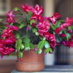 Hogyan szaporítsunk karácsonyfát: a kertészek 3 egyszerű módszert mutatnak be Hogyan szaporítsunk karácsonyfát: a kertészek 3 egyszerű módszert mutatnak be