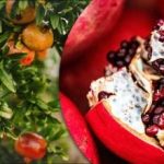 Hogyan termesztjük az "istenek gyümölcsét" egy közönséges ablakpárkányon: lépésről-lépésre történő utasítások Hogyan termesztjük az „istenek gyümölcsét” egy közönséges ablakpárkányon: lépésről-lépésre történő