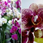 Hogyan virágoztassuk az orchideákat, muskátlikat, ibolyákat az év 365 napján: