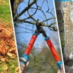 Így készítsük fel kertünket a télre: hét őszi hiba, ami tönkreteheti a növényeket Így készítsük fel kertünket a télre: hét őszi hiba, ami