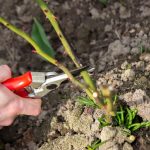 Mely növényeket kell mindig decemberben megmetszeni: a kertészek 10-et neveztek meg Mely növényeket kell mindig decemberben megmetszeni: a kertészek 10-et neveztek