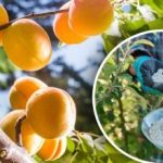 Mit kell etetni a kajszibarackot novemberben, hogy a virágbimbók ne fagyjanak meg tavasszal Mit kell etetni a kajszibarackot novemberben, hogy a virágbimbók ne