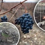 Nem agrofibre és nem levelek: hogyan védjük a szőlőcsemetéket a fagyoktól és az olvadástól Nem agrofibre és nem levelek: hogyan védjük a szőlőcsemetéket a