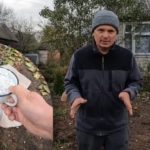 Talajmeszezés: egy kertész elmagyarázta, mikor és hogyan kell elvégezni az eljárást Talajmeszezés: egy kertész elmagyarázta, mikor és hogyan kell elvégezni az