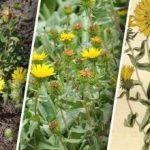 Veszélyes növény terjed Ukrajnában: mit tudunk róla