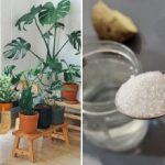 Virágzó ablakpárkány még decemberben is: hogyan készítsünk szuper-trágyát 5 perc alatt Virágzó ablakpárkány még decemberben is: hogyan készítsünk szuper-trágyát 5 perc